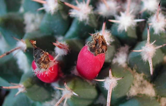 Mammillaria vallensis var. brevispina (2).jpg
